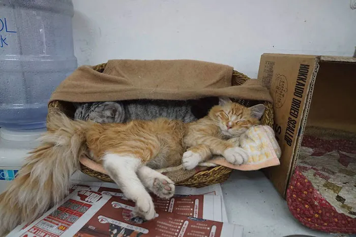 Photographer Documents The Secret Lives Of Cats Living in Hong Kong's Stores (47 Pics)