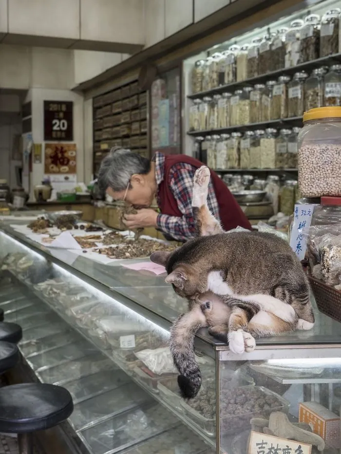 Photographer Documents The Secret Lives Of Cats Living in Hong Kong's Stores (47 Pics)