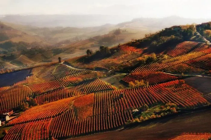 Red Mist In Alba (Second Place In Wine Category)
