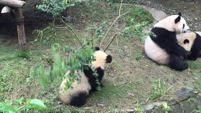 Chengdu Panda Base