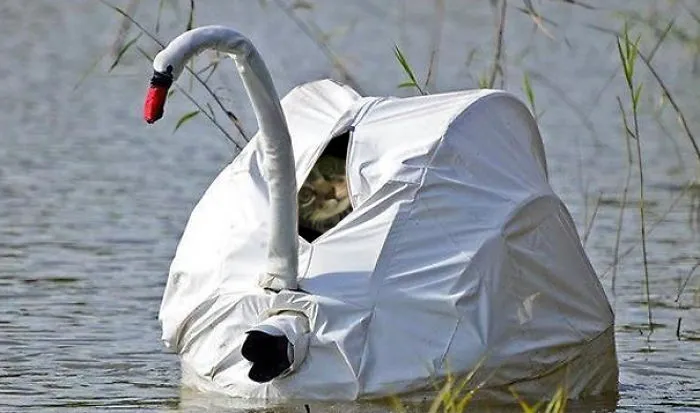Spy Cat