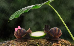 Snail Eating Cucumber Sparks Photoshop Battle, Internet Creates Better Love Story Than Twilight