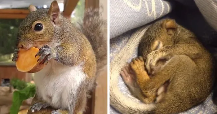 This Squirrel Fell From A Tree And Cried For Days Until People Saved His Life