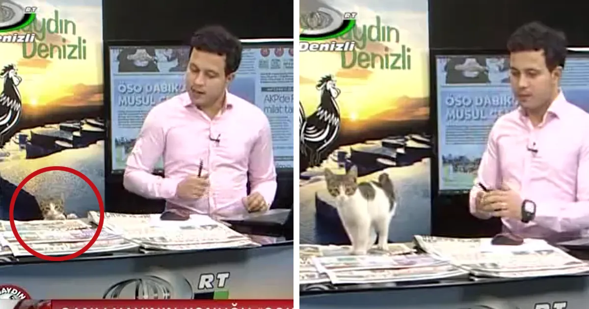 Este gato sin hogar se coló en el noticiario en directo y el presentador reaccionó perfectamente