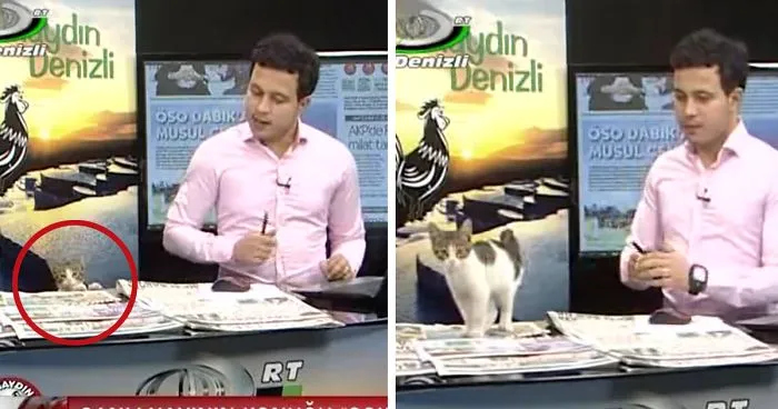 Stray Cat Walks Into Live News Broadcast, Presenter's Reaction Is Perfect