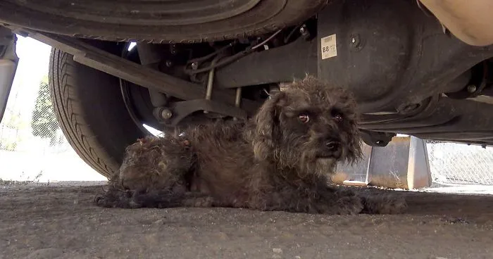 Rescuers Found A Stray Dog But It Refused To Leave, Soon They Found Out Why...