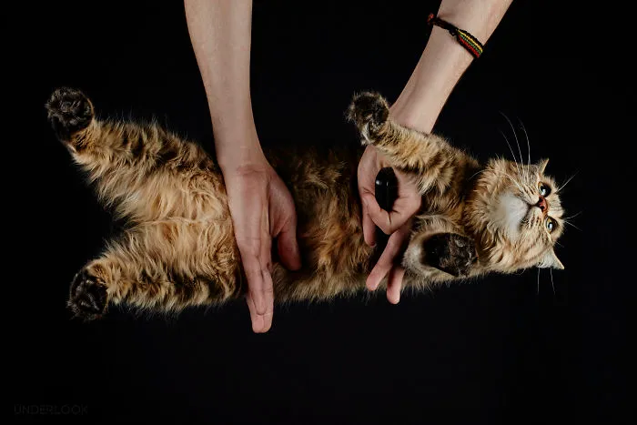 This Is How Cats Reacted To My 'Under-Cats' Project