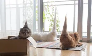 Cats In Hats Made From Their Own Hair