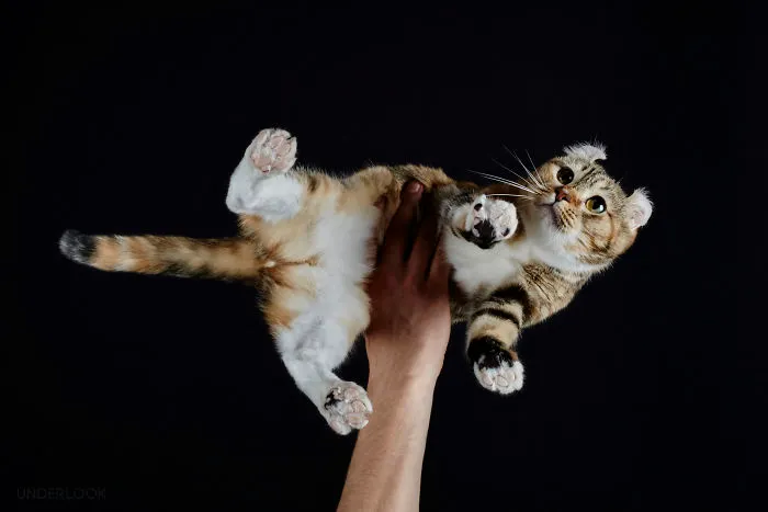 This Is How Cats Reacted To My 'Under-Cats' Project