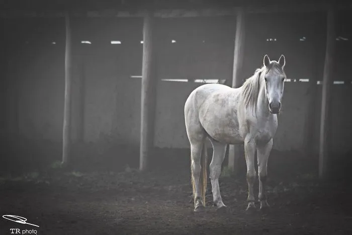 I Live With Horses And I Take Pictures Of Them