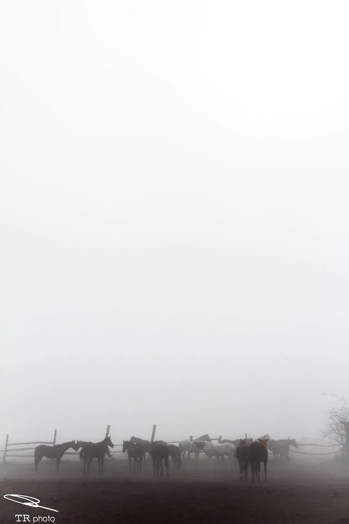 I Live With Horses And I Take Pictures Of Them