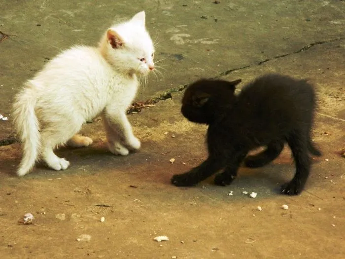 Black Vs. White