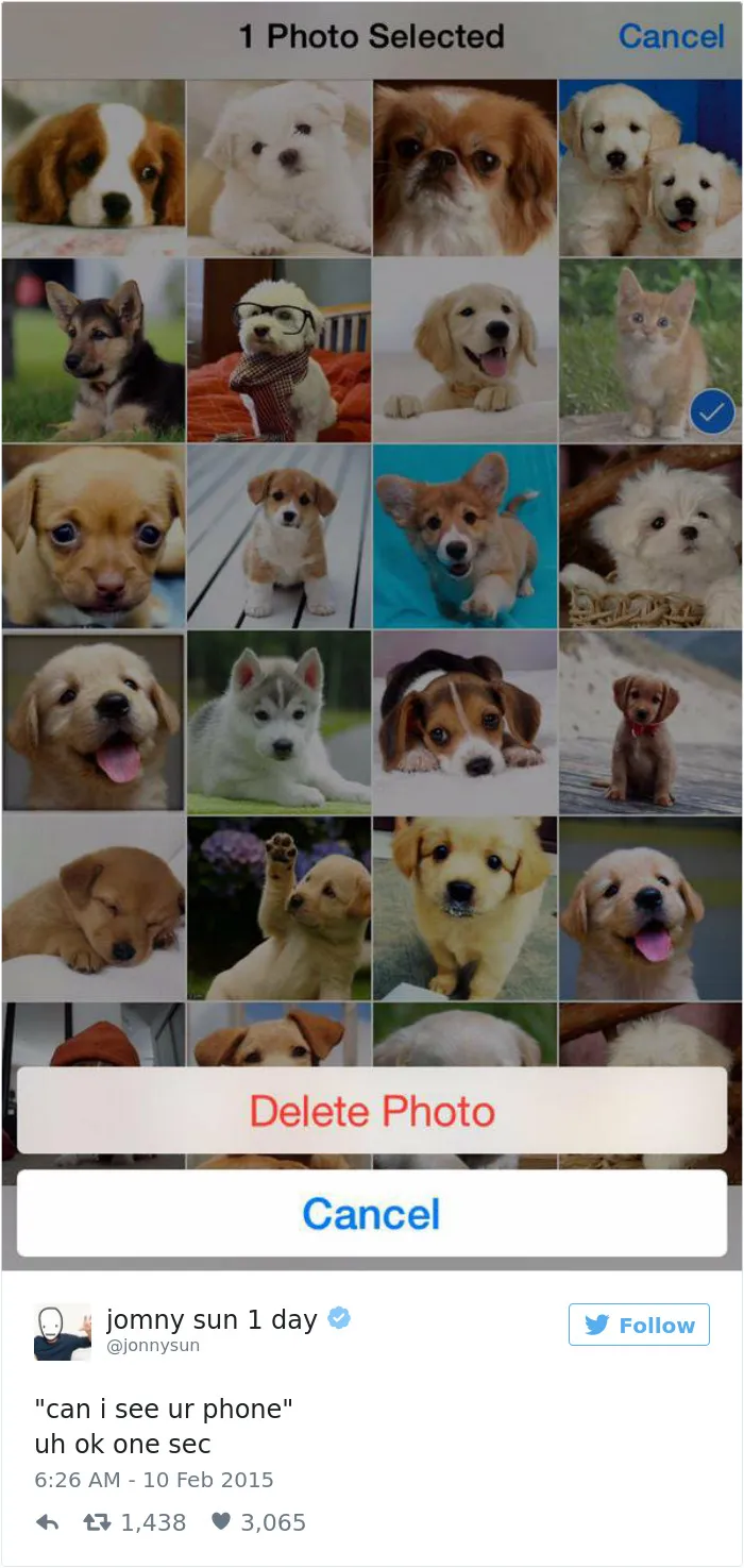 147 Of The Best Dog Tweets Of All Time