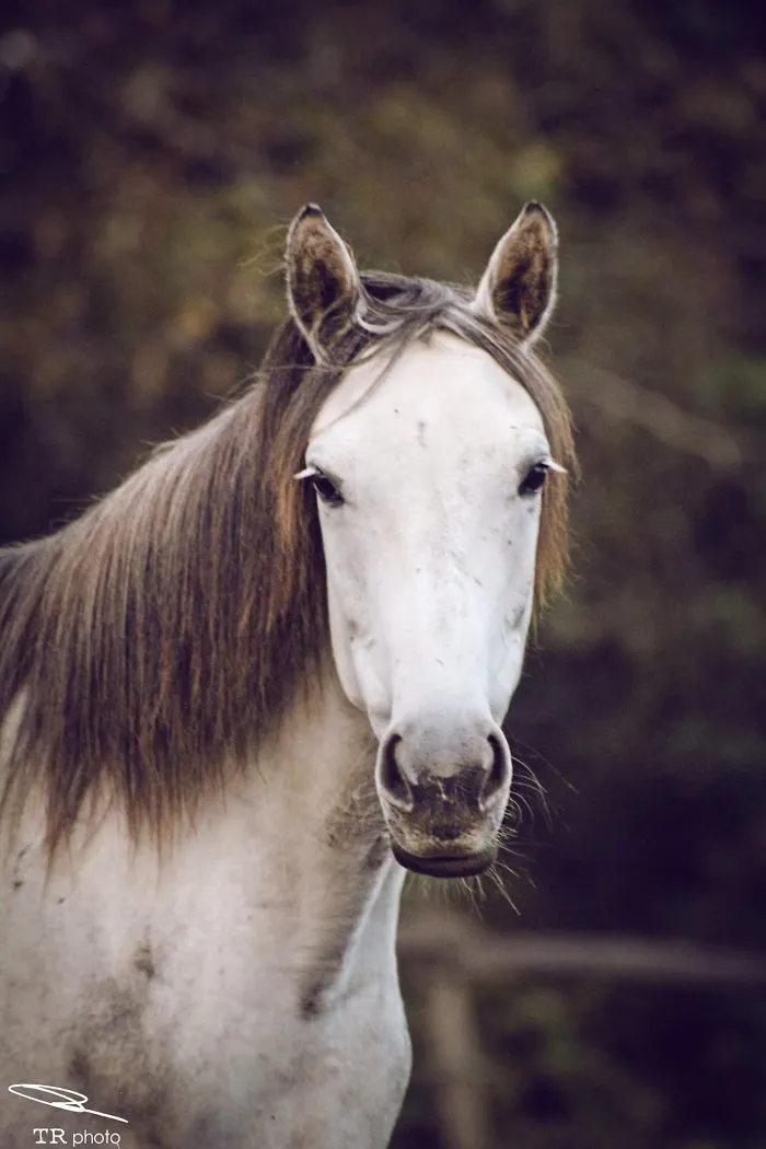 I Live With Horses And I Take Pictures Of Them