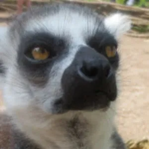 Lemur
