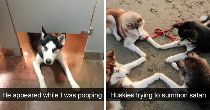 71 Of The Most Hilarious Posts About Huskies Ever