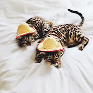 Harry & Izzy Bengals