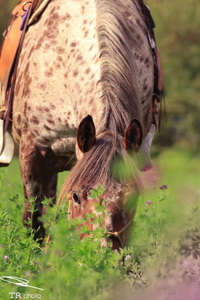 I Live With Horses And I Take Pictures Of Them