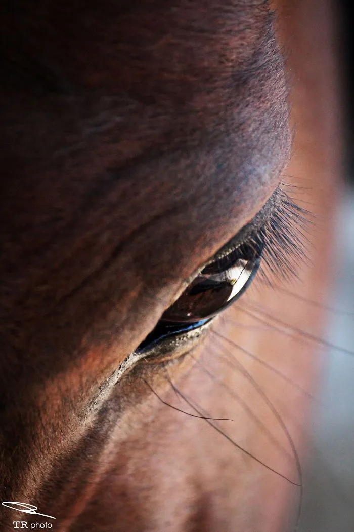 I Live With Horses And I Take Pictures Of Them