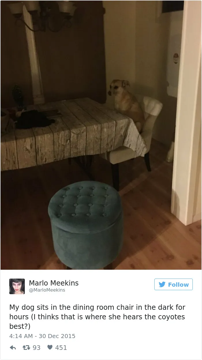 147 Of The Best Dog Tweets Of All Time