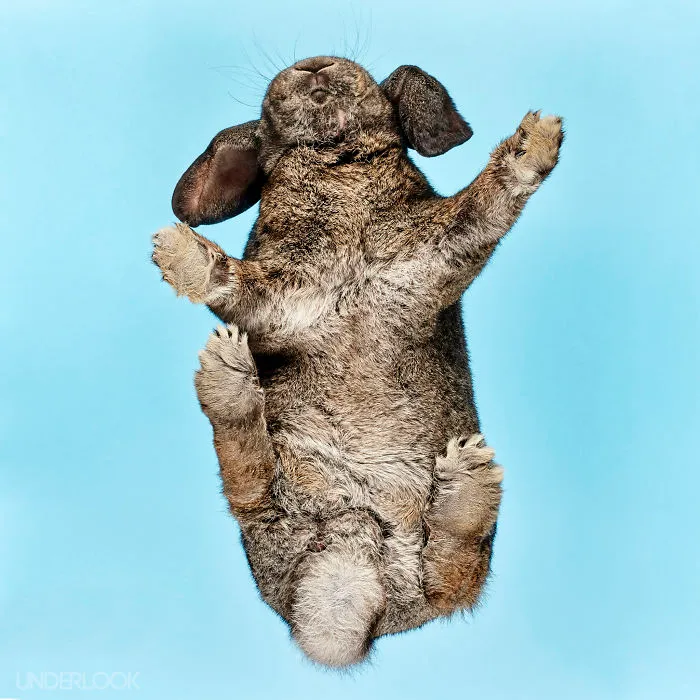 Under-Rabbits: I Photograph Rabbits From Underneath