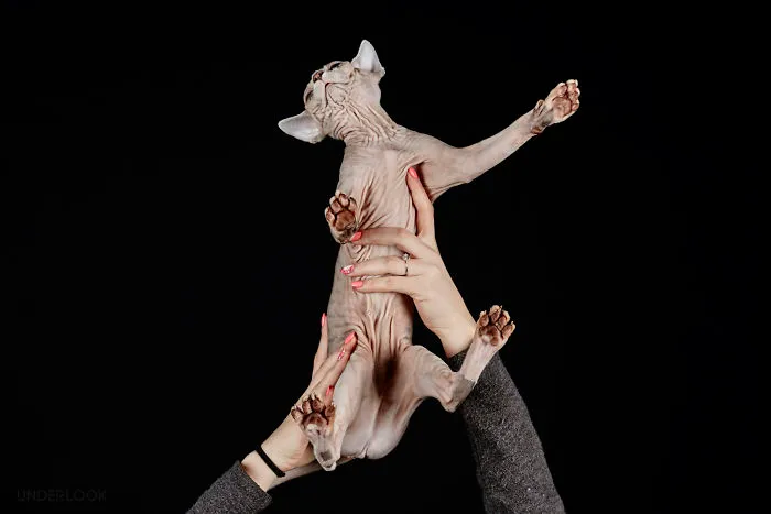 This Is How Cats Reacted To My 'Under-Cats' Project