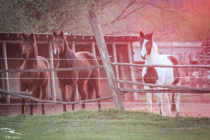 I Live With Horses And I Take Pictures Of Them