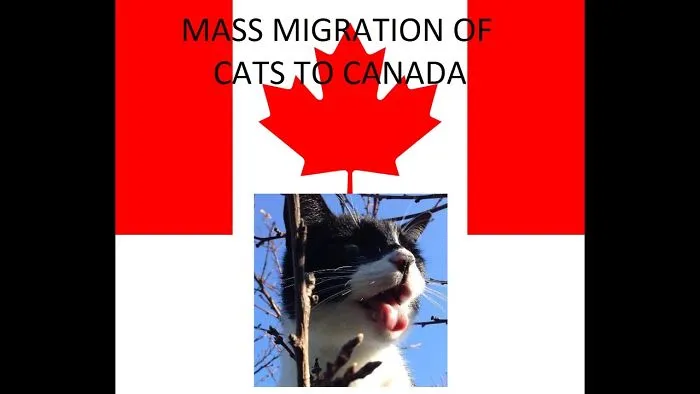 Mass Migration Of Cats To Canada