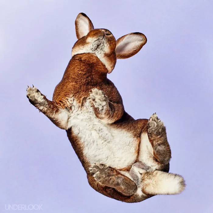 Under-Rabbits: I Photograph Rabbits From Underneath