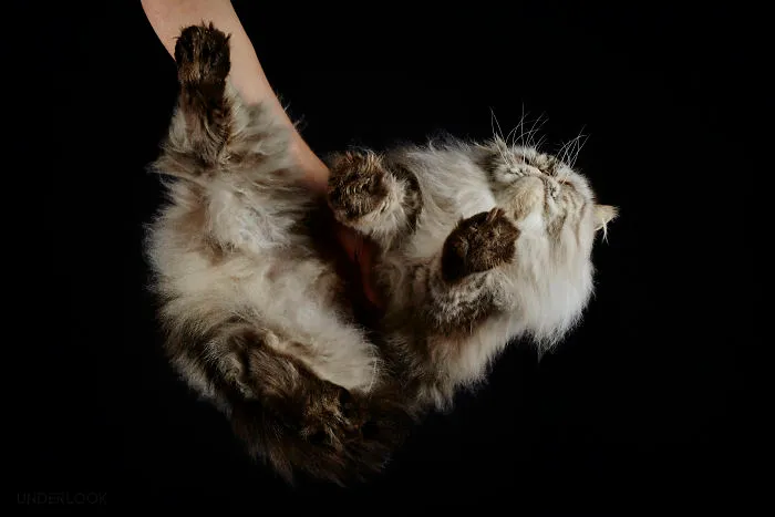This Is How Cats Reacted To My 'Under-Cats' Project