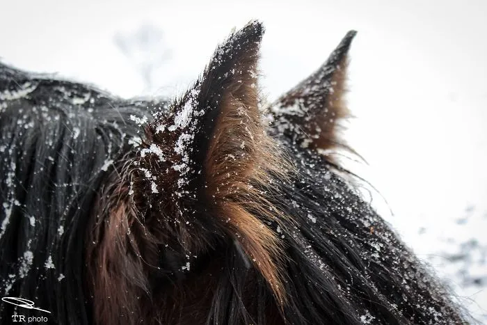 I Live With Horses And I Take Pictures Of Them
