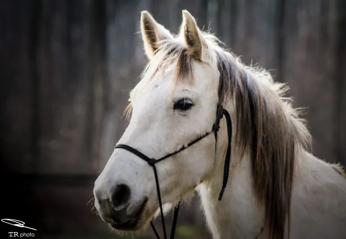 I Live With Horses And I Take Pictures Of Them