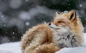 49 Of The Best Entries From The 2016 National Geographic Nature Photographer Of The Year