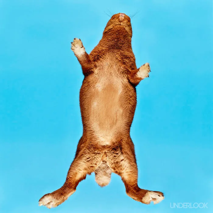Under-Rabbits: I Photograph Rabbits From Underneath