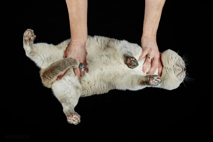 This Is How Cats Reacted To My 'Under-Cats' Project