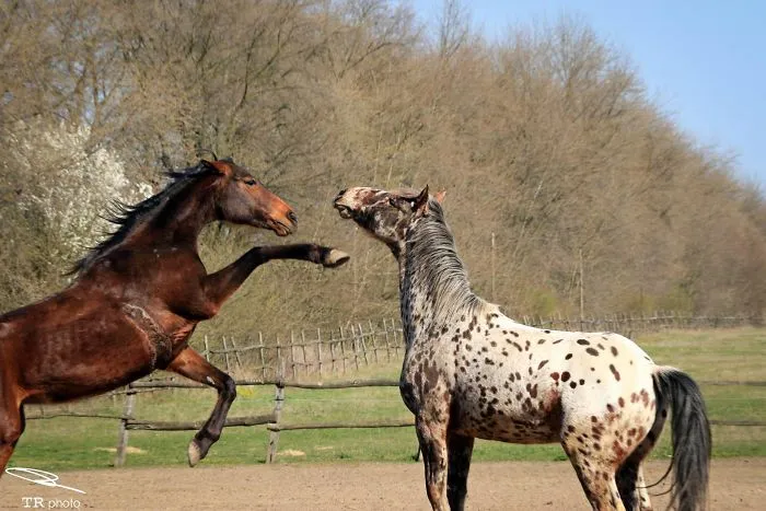 I Live With Horses And I Take Pictures Of Them