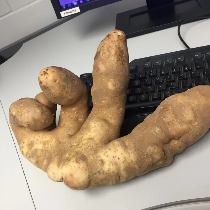 When The Potato Picking Is Just Right.