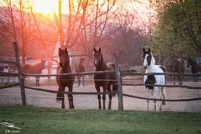 I Live With Horses And I Take Pictures Of Them