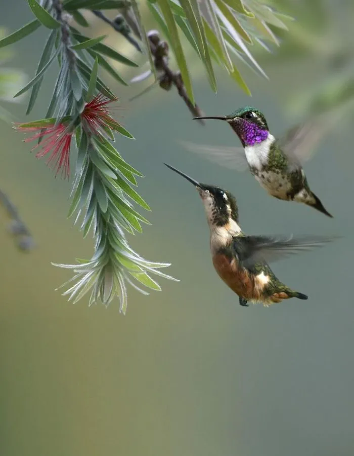 Ideas About Animal Beija Flor