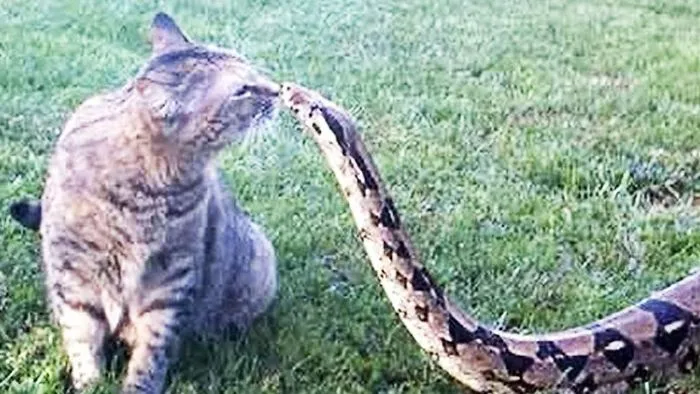 23 Badass Cats Who Will Amaze You