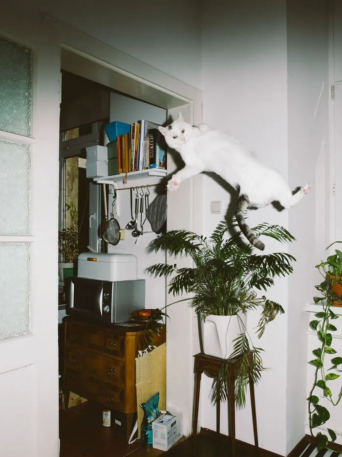 I Capture Curious Cats In Mid-Jump