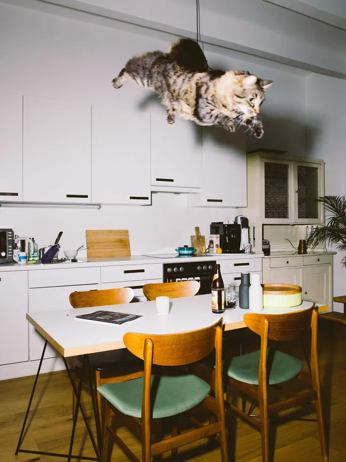 I Capture Curious Cats In Mid-Jump