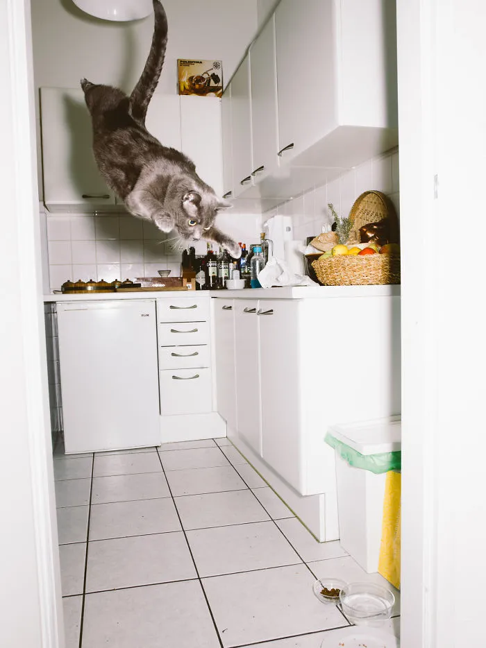 I Capture Curious Cats In Mid-Jump