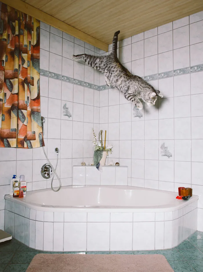 I Capture Curious Cats In Mid-Jump