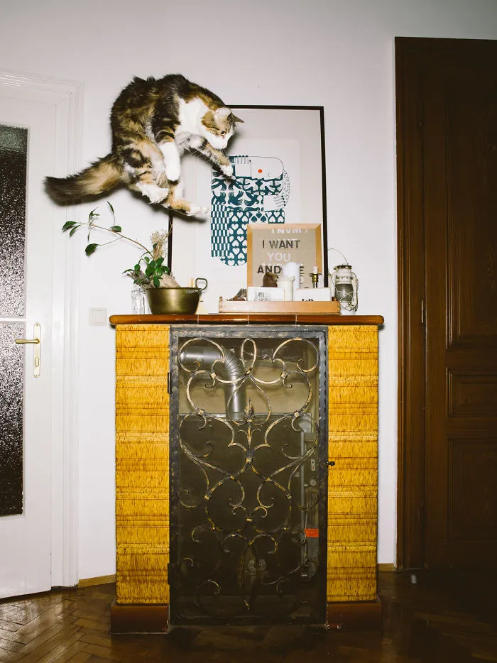 I Capture Curious Cats In Mid-Jump