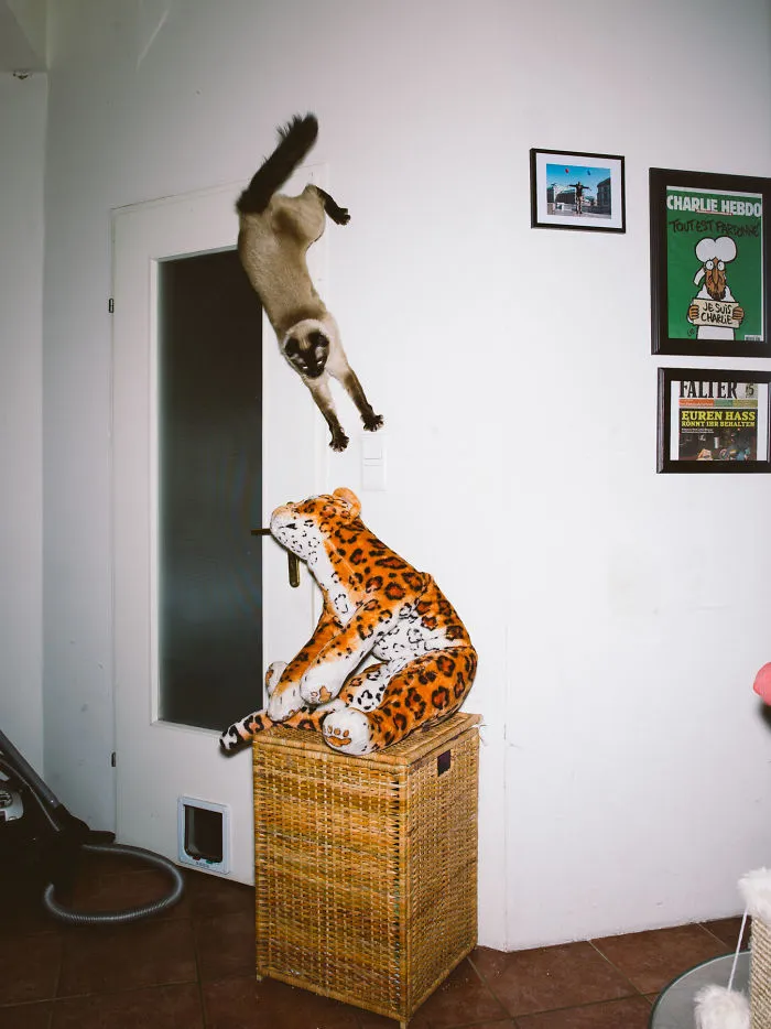 I Capture Curious Cats In Mid-Jump