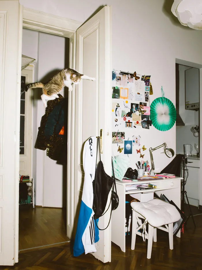 I Capture Curious Cats In Mid-Jump