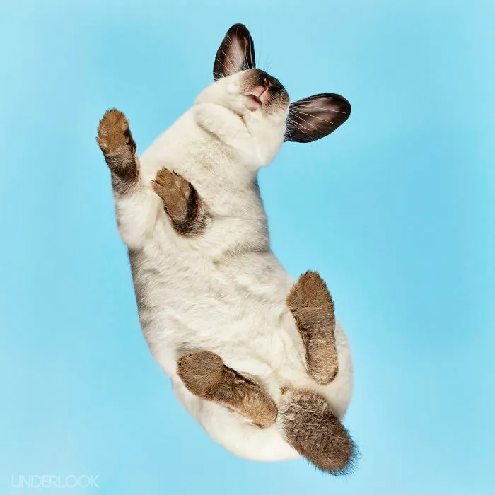 Under-Rabbits: I Photograph Rabbits From Underneath