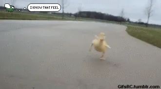 Angry Animals Are Very Dangerous Animals And Angry Fly Knows That Feeling