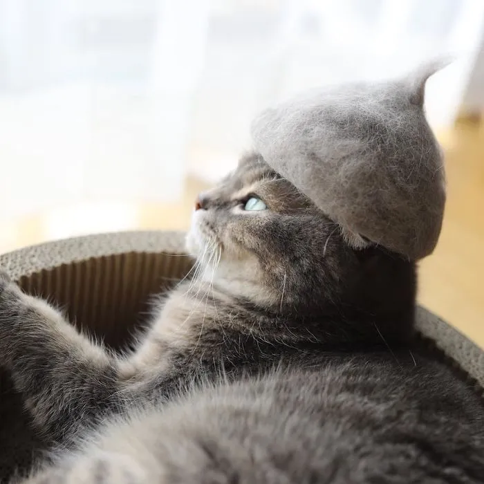Adorable Looking Cat In A Hat